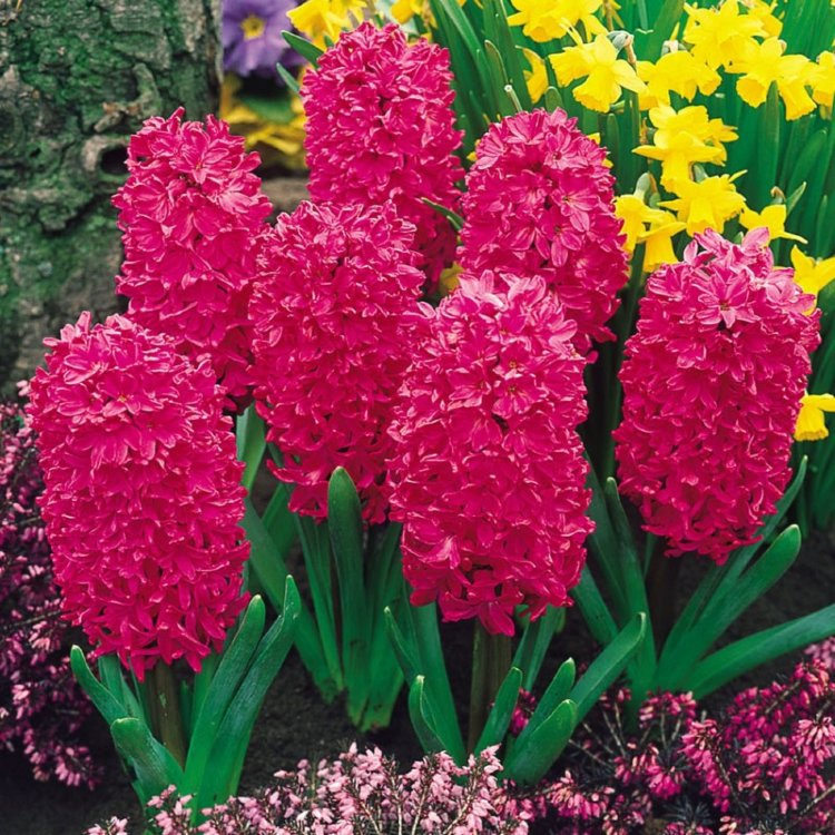 Гиацинт Hyacinthus Mix