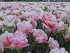 Тюльпан Дабл Контраст смесь (Tulipa Double Contrast), 15 шт