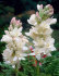 Полиантес тубероза Перл (Polianthes tuberosa The Pearl), 5 шт