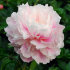 Пион травянистый Розовое облако (Zhong Sheng Feng)