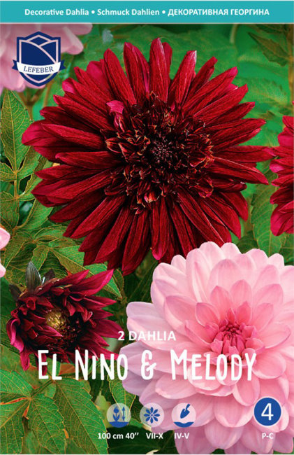 Георгина Эль Нино & Мелоди (El Nino & Melody), 2 шт смесь