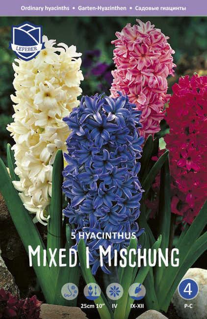 Гиацинт смесь (Hyacinthus Mixed), 5 шт (разбор 16/17)