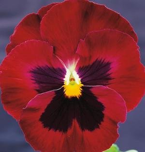 Виола крупноцветковая Пауэр Роуз виз Блотч (100 шт)