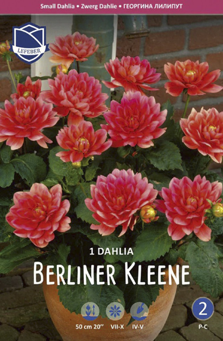 Купить георгина бордюрная берлинер клайн (berliner kleene), 1 шт по цене  160 руб. в интернет магазине 