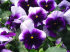 Виола крупноцветковая Селло Биконсфилд (100 шт)