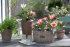 Тюльпан Царь Петр (Tulipa Czaar Peter), 10 шт (разбор 11/12)
