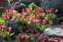 Тюльпан Царь Петр (Tulipa Czaar Peter), 10 шт (разбор 11/12)
