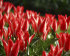 Тюльпан Царь Петр (Tulipa Czaar Peter), 10 шт (разбор 11/12)