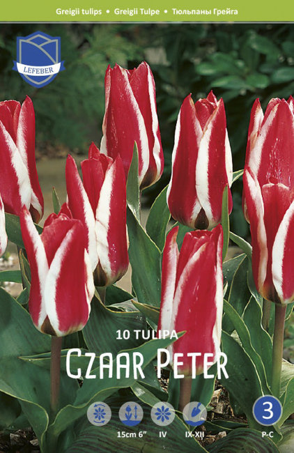 Тюльпан Царь Петр (Tulipa Czaar Peter), 10 шт (разбор 11/12)