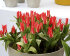 Тюльпан Царь Петр (Tulipa Czaar Peter), 10 шт (разбор 11/12)