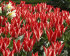 Тюльпан Царь Петр (Tulipa Czaar Peter), 10 шт (разбор 11/12)