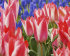Тюльпан Царь Петр (Tulipa Czaar Peter), 10 шт (разбор 11/12)