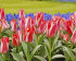Тюльпан Царь Петр (Tulipa Czaar Peter), 10 шт (разбор 11/12)