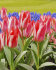 Тюльпан Царь Петр (Tulipa Czaar Peter), 10 шт (разбор 11/12)