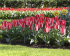 Тюльпан Царь Петр (Tulipa Czaar Peter), 10 шт (разбор 11/12)