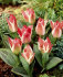 Тюльпан Царь Петр (Tulipa Czaar Peter), 10 шт (разбор 11/12)