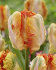 Тюльпан Пэррот Кинг (Tulipa Parrot King), 10 шт (разбор 11/12)