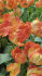 Тюльпан Пэррот Кинг (Tulipa Parrot King), 10 шт (разбор 11/12)