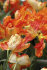 Тюльпан Пэррот Кинг (Tulipa Parrot King), 10 шт (разбор 11/12)