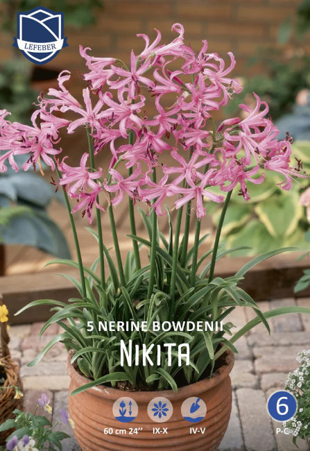 Нерина боудена Никита (Nerine bowdenii Nikita), 5 шт