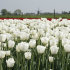 Тюльпан Антарктика (Tulipa Antarctica), 10 шт (разбор 11/12)