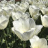 Тюльпан Антарктика (Tulipa Antarctica), 10 шт (разбор 11/12)