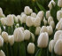 Тюльпан Антарктика (Tulipa Antarctica), 10 шт (разбор 11/12)