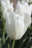Тюльпан Антарктика (Tulipa Antarctica), 10 шт (разбор 11/12)