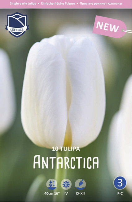 Тюльпан Антарктика (Tulipa Antarctica), 10 шт (разбор 11/12)
