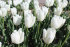 Тюльпан Антарктика (Tulipa Antarctica), 10 шт (разбор 11/12)