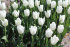 Тюльпан Антарктика (Tulipa Antarctica), 10 шт (разбор 11/12)