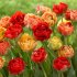 Тюльпан Гудошник Дабл (Tulipa Gudoshnik Double), 10 шт (разбор 12/14)