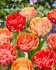 Тюльпан Гудошник Дабл (Tulipa Gudoshnik Double), 10 шт (разбор 12/14)