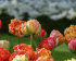 Тюльпан Гудошник Дабл (Tulipa Gudoshnik Double), 10 шт (разбор 12/14)