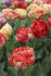 Тюльпан Гудошник Дабл (Tulipa Gudoshnik Double), 10 шт (разбор 12/14)