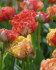 Тюльпан Гудошник Дабл (Tulipa Gudoshnik Double), 10 шт (разбор 12/14)