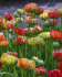 Тюльпан Гудошник Дабл (Tulipa Gudoshnik Double), 10 шт (разбор 12/14)