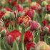 Тюльпан Гудошник Дабл (Tulipa Gudoshnik Double), 10 шт (разбор 12/14)