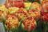 Тюльпан Гудошник Дабл (Tulipa Gudoshnik Double), 10 шт (разбор 12/14)