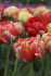 Тюльпан Гудошник Дабл (Tulipa Gudoshnik Double), 10 шт (разбор 12/14)
