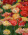 Тюльпан Гудошник Дабл (Tulipa Gudoshnik Double), 10 шт (разбор 12/14)