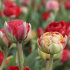 Тюльпан Гудошник Дабл (Tulipa Gudoshnik Double), 10 шт (разбор 12/14)