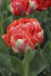 Тюльпан Гудошник Дабл (Tulipa Gudoshnik Double), 10 шт (разбор 12/14)