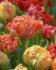 Тюльпан Гудошник Дабл (Tulipa Gudoshnik Double), 10 шт (разбор 12/14)