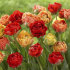 Тюльпан Гудошник Дабл (Tulipa Gudoshnik Double), 10 шт (разбор 12/14)