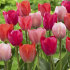 Тюльпан Фэмили Ван Эйк смесь (Tulipa Family Van Eyk), 15 шт