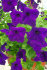 Петуния ампельная (крупноцветковая) Самба Блю F1 (100 шт)