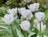 Тюльпан Уайт Лизард (Tulipa White Lizard), 10 шт (разбор 11/12)