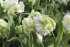 Тюльпан Уайт Лизард (Tulipa White Lizard), 10 шт (разбор 11/12)