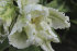 Тюльпан Уайт Лизард (Tulipa White Lizard), 10 шт (разбор 11/12)